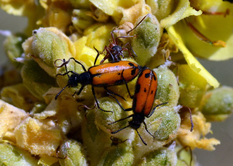 Coppia da identificare - Mylabris schreibersi?